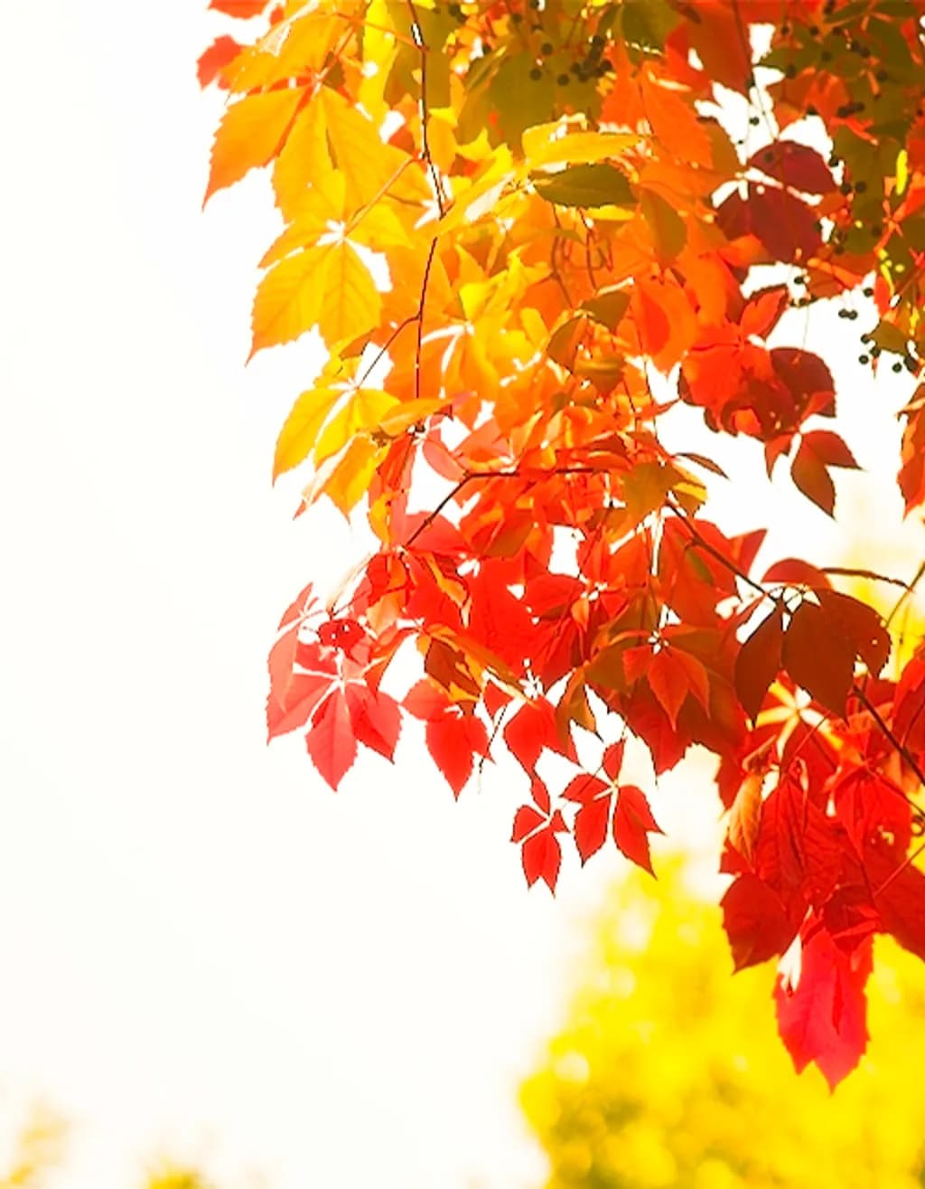 Autumn Light