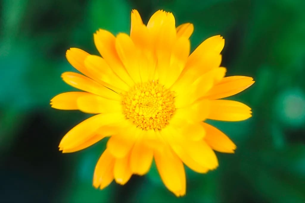 Blossom
