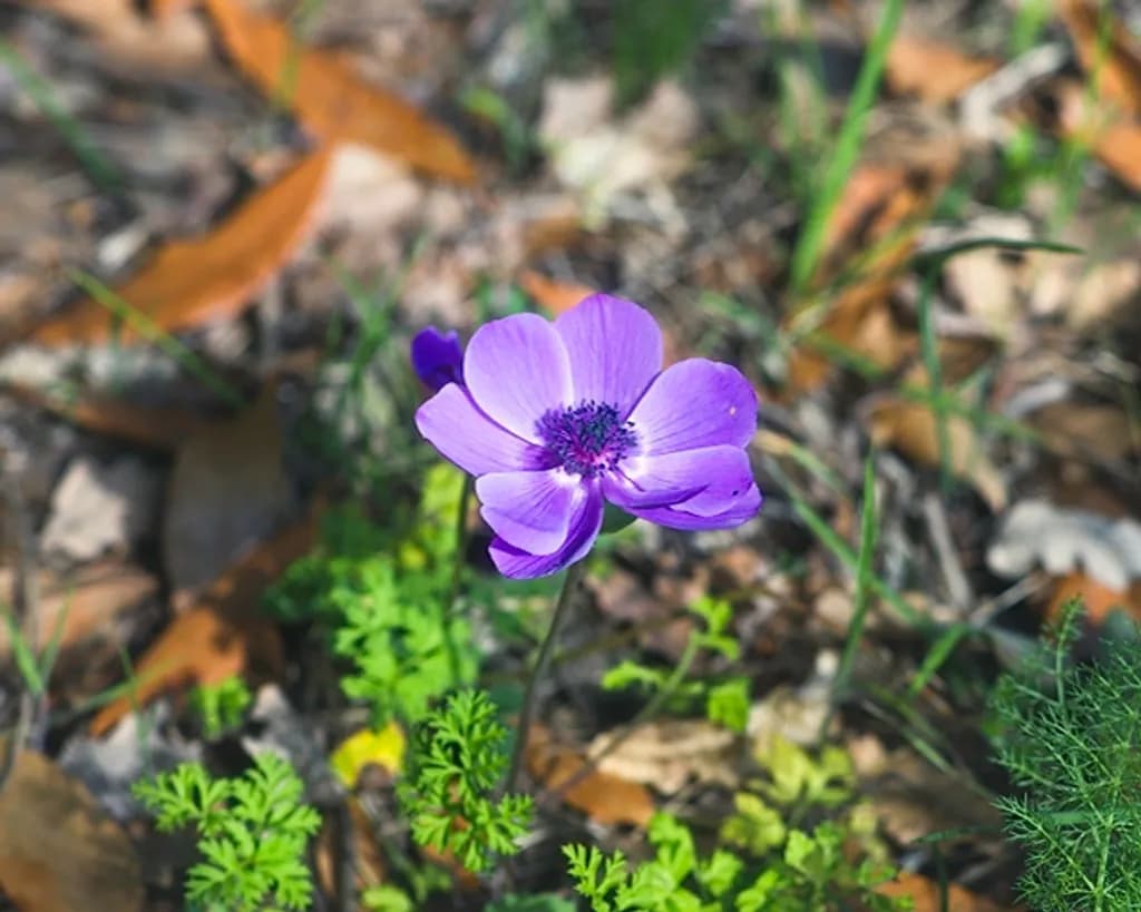 Violet Elegance