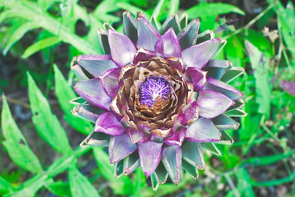 Thistle Bloom