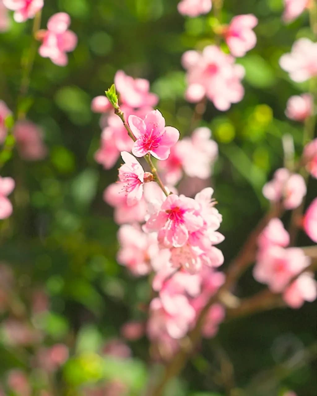 Sweet Pink Blossom