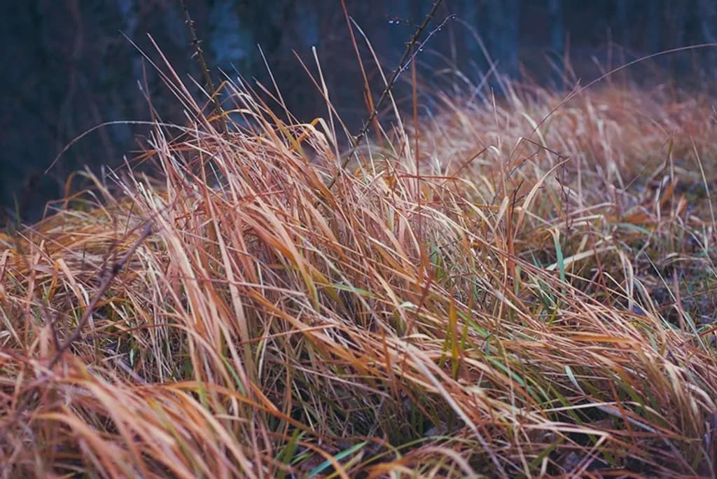 Stillness in Grass