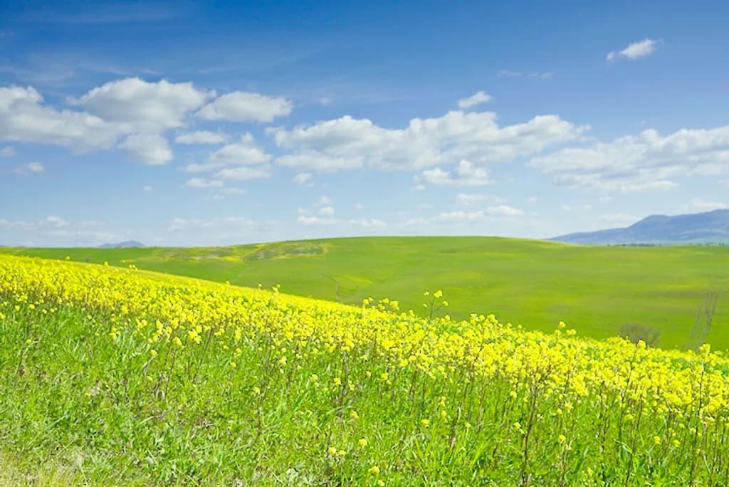 Countryside Spring