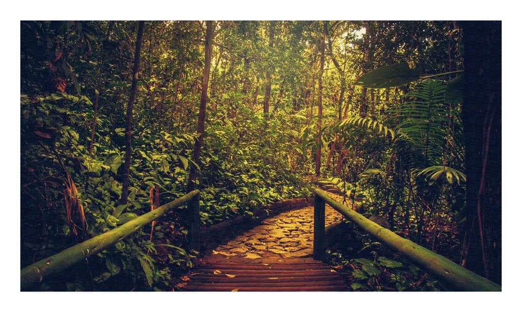 Enchanted Trail