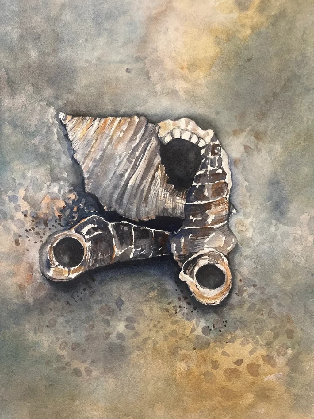 Weathered Shells