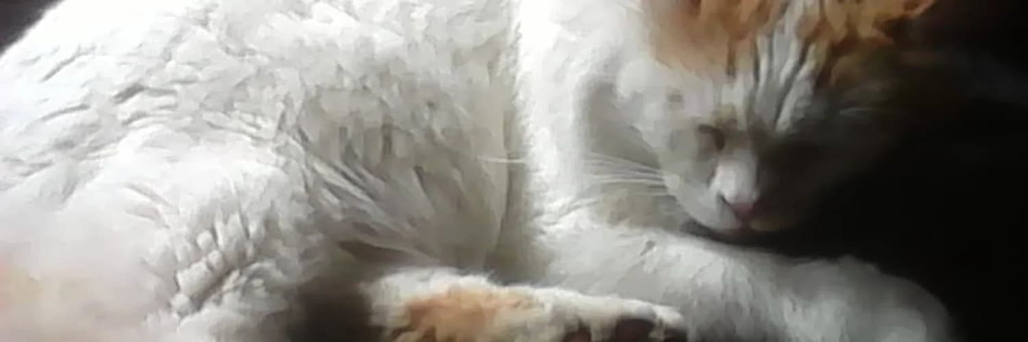 Profilbanner
