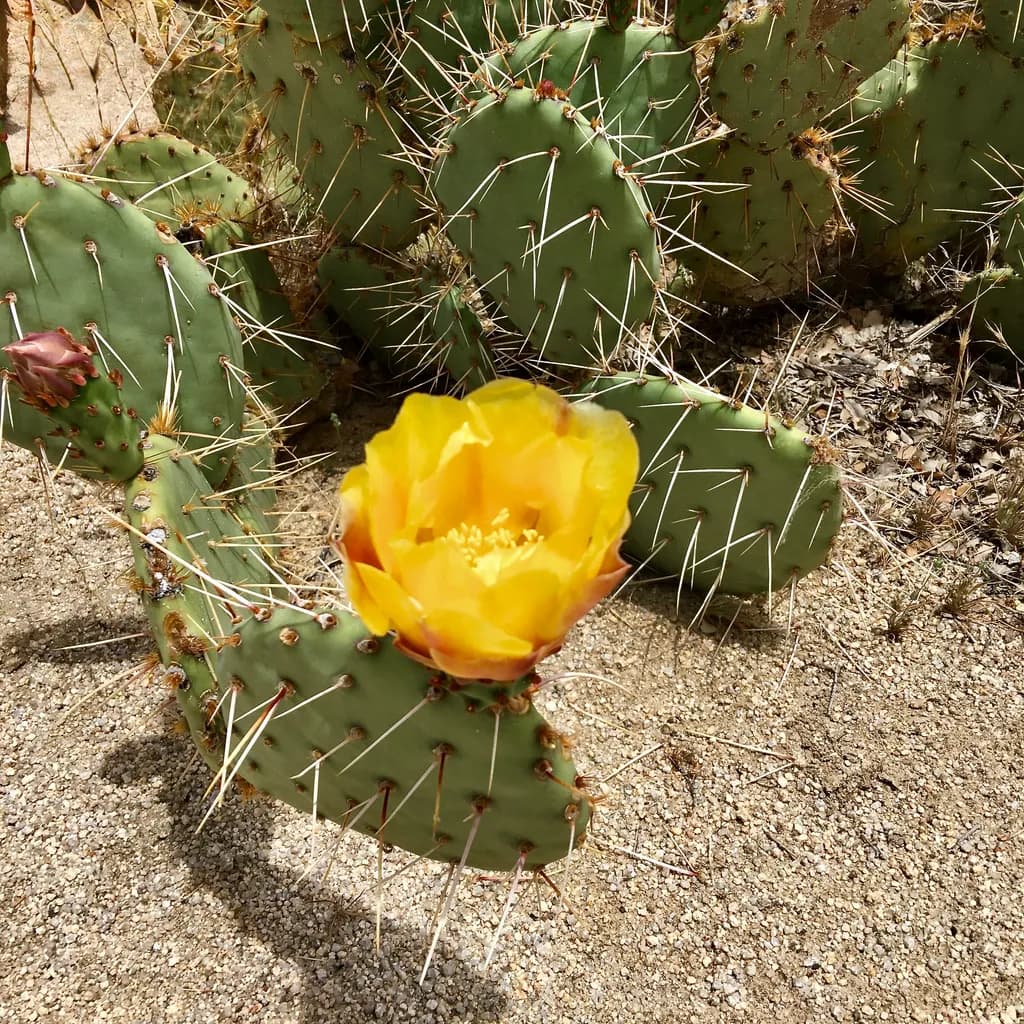 Desert Bloom