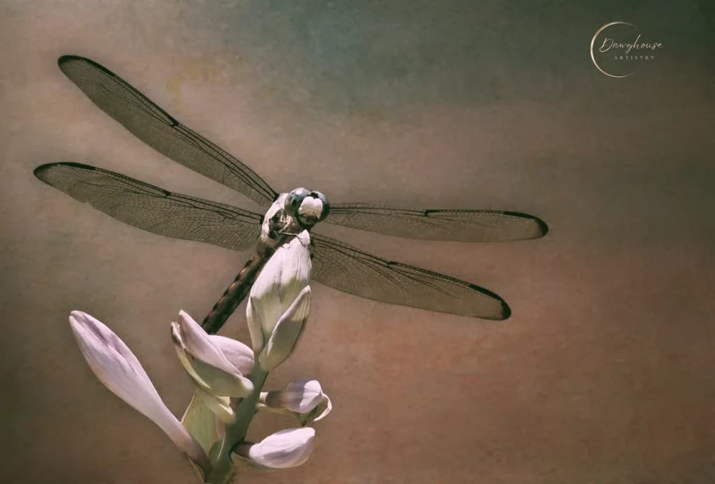 Dragonfly Blossom