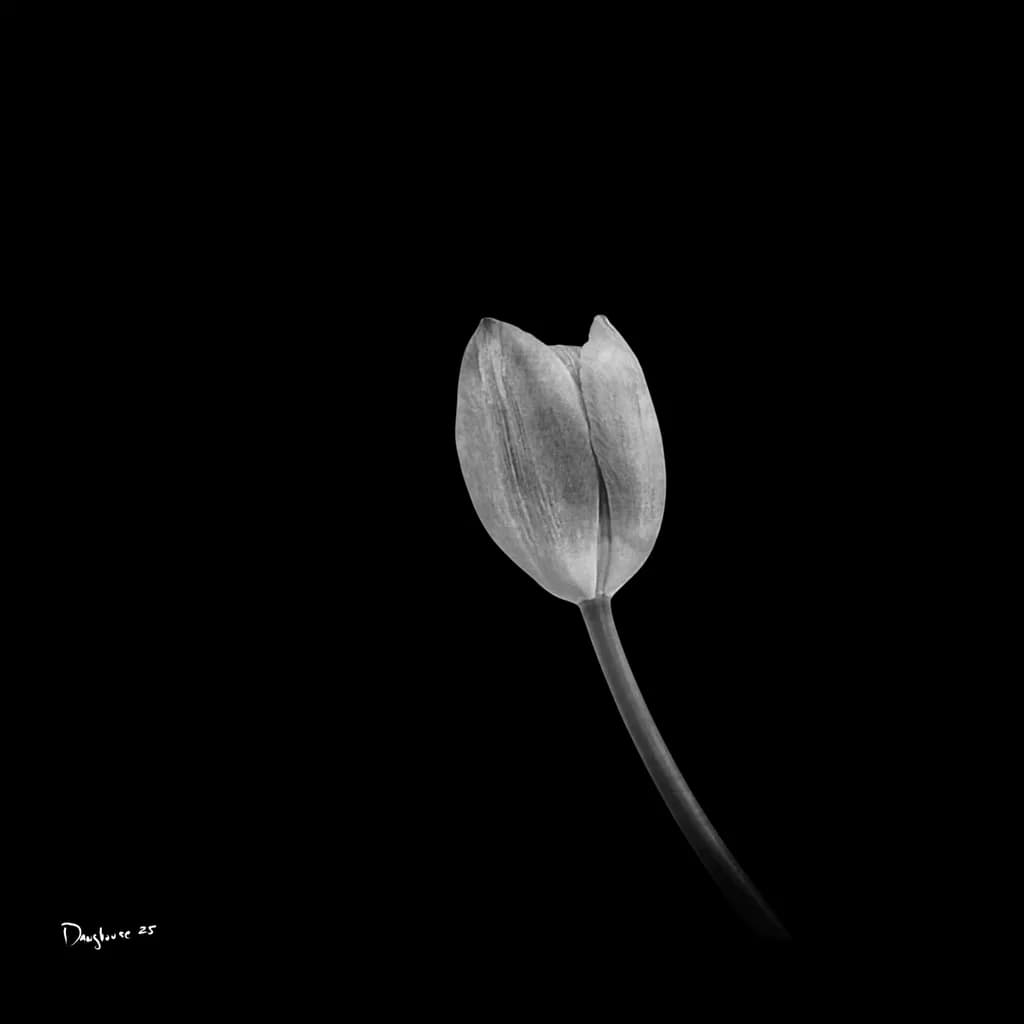 Tulip in Shadow