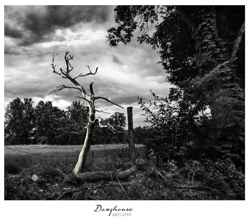 Barren Elegance