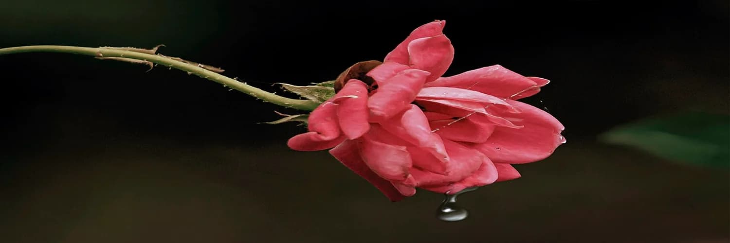 Profilbanner