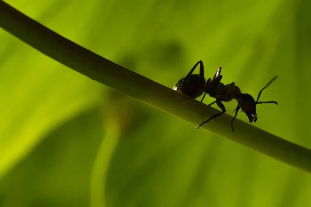 Ant on Stem