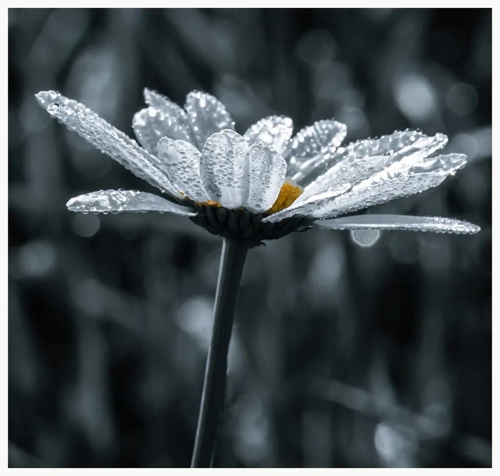 Flower Dew Drop