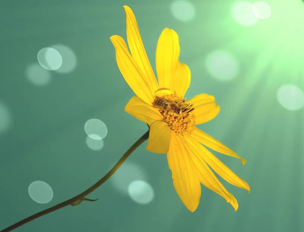 Yellow Flower and Bee