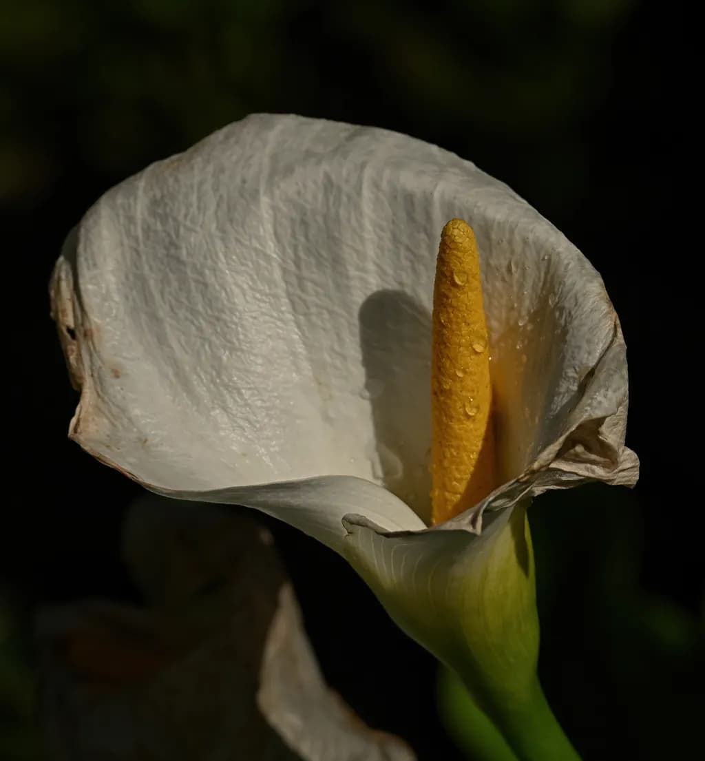 Calla Radiance