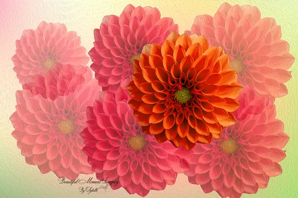 Orange Dahlia Contrast