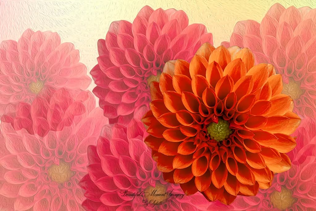 Autumn Bloom