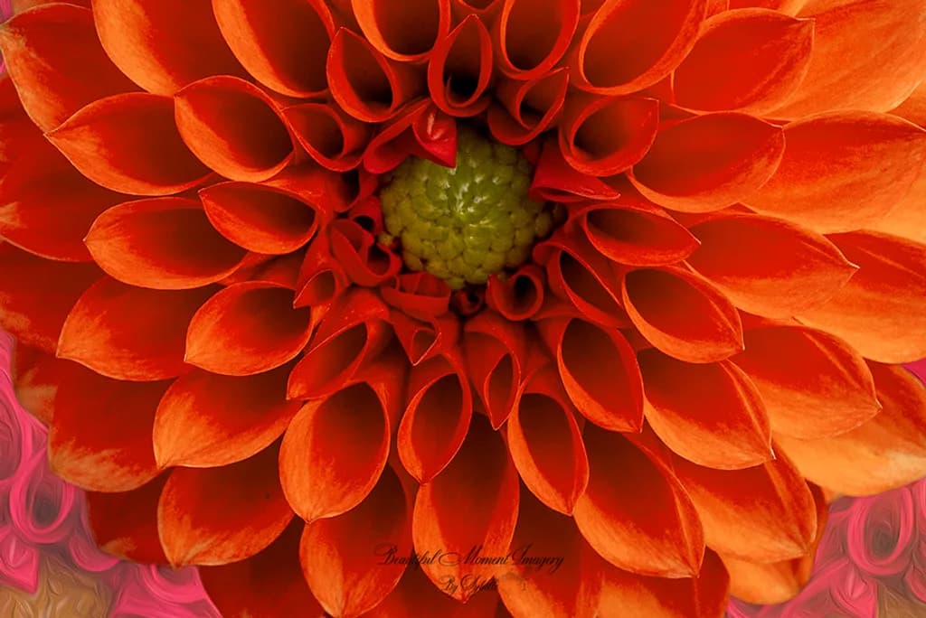 Crimson Bloom