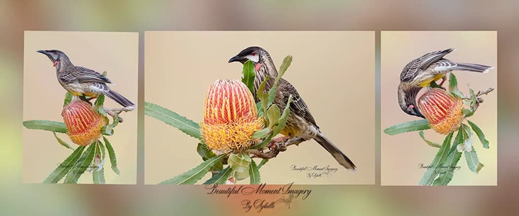 Banksia Blossom Trio