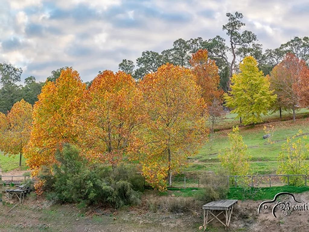 Autumn Glow