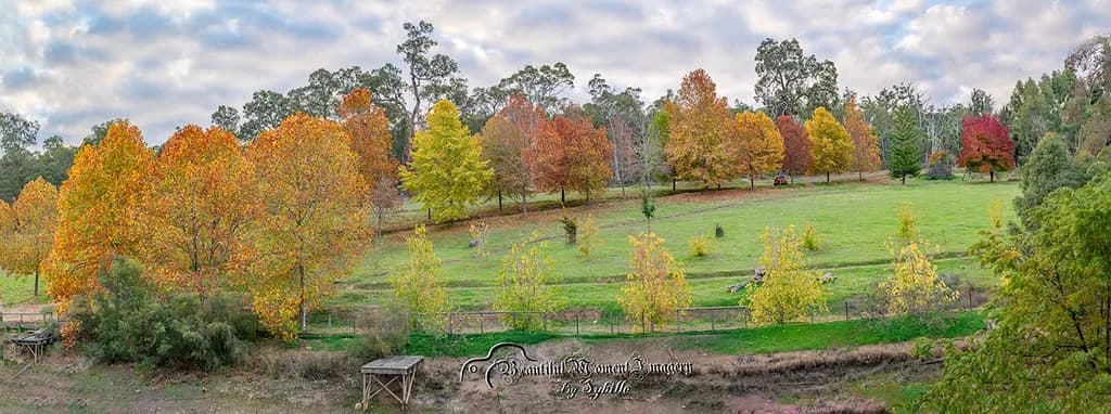 Autumn Harmony
