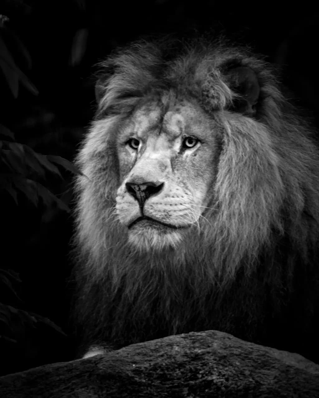 Lion Gaze