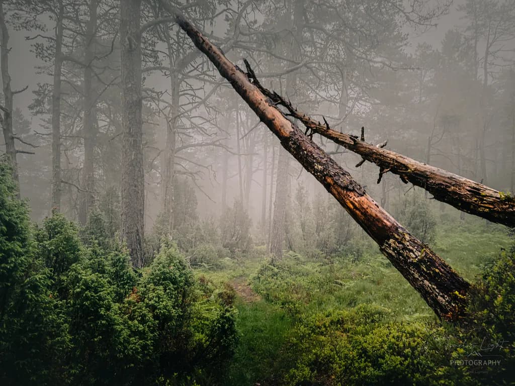 Foggy Forest Path