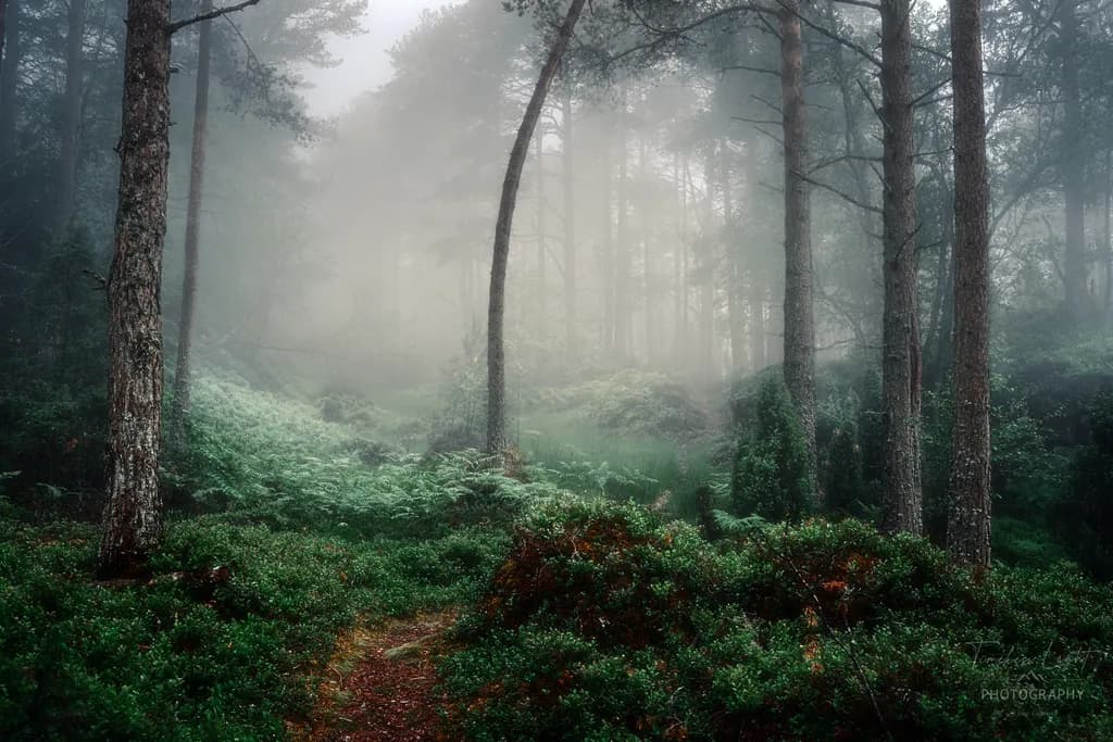 Foggy Forest Escape
