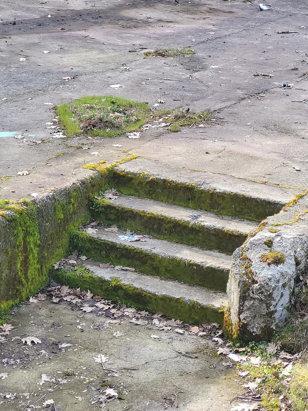 Mossbound Steps