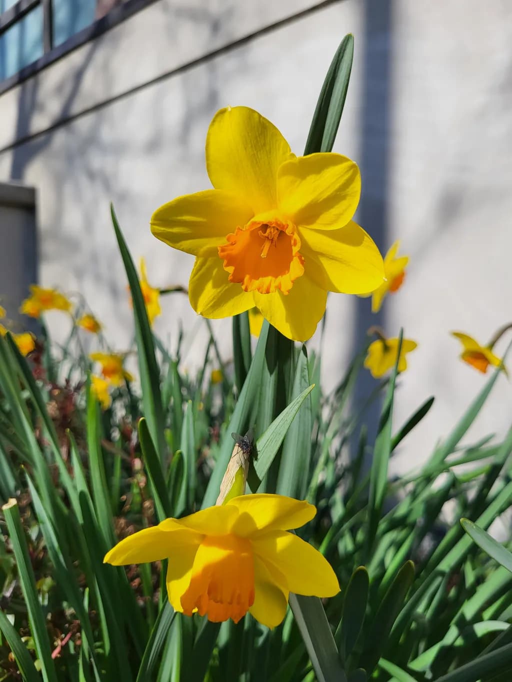 Daffodil Radiance
