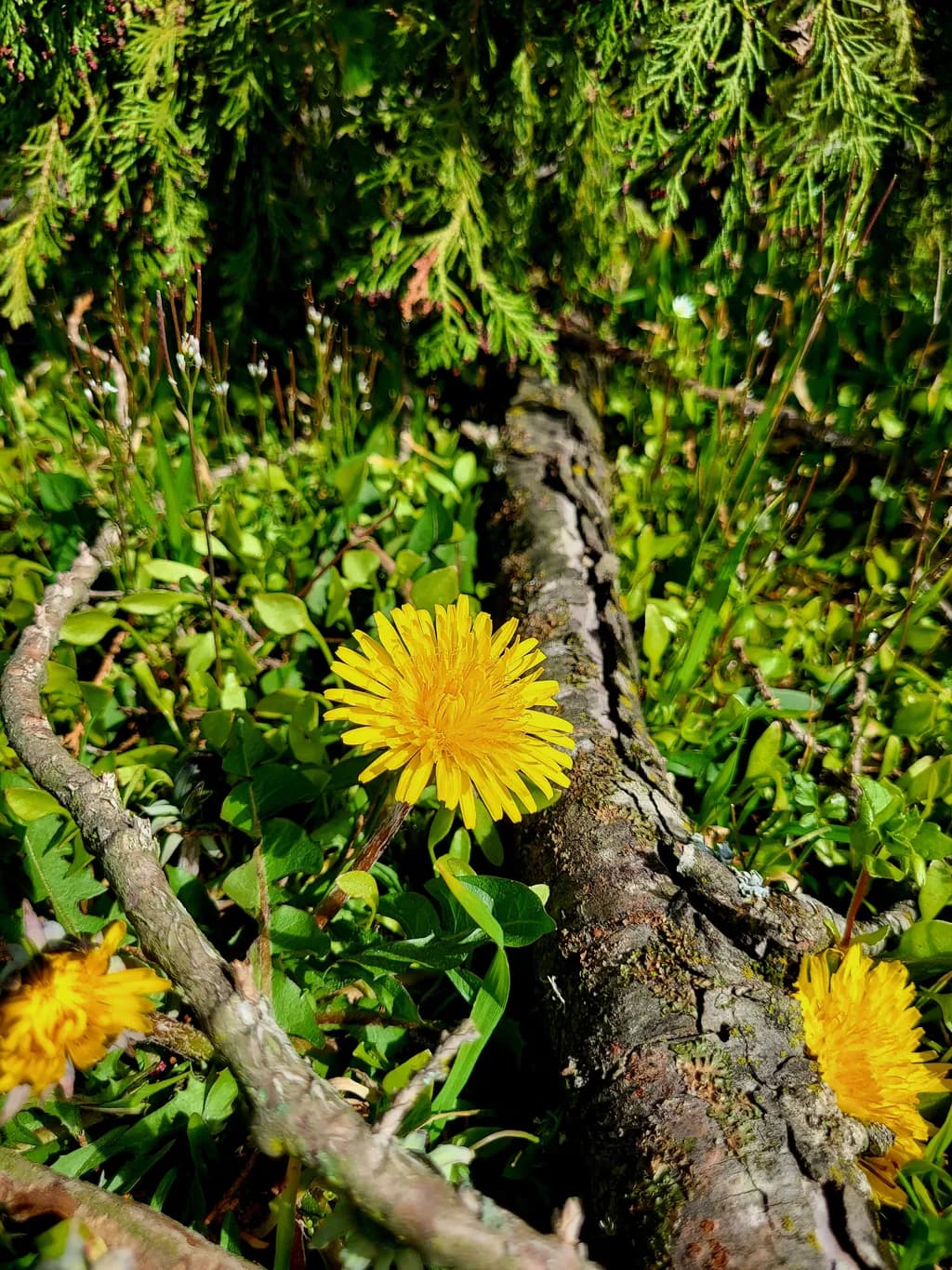 Dandelion Contrast