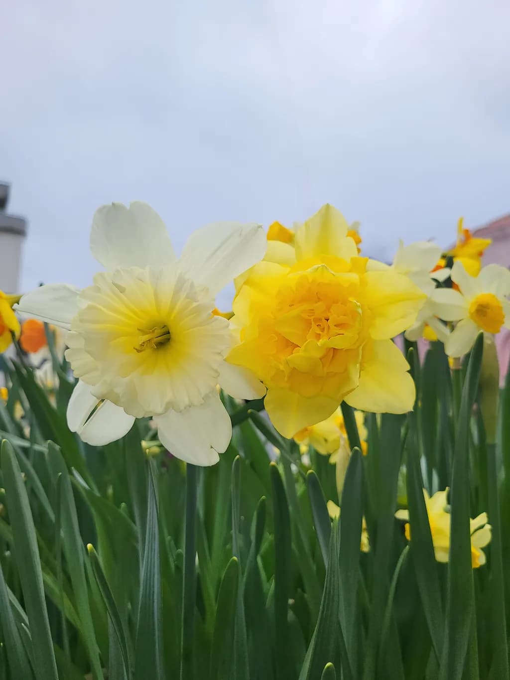 Daffodil Duo