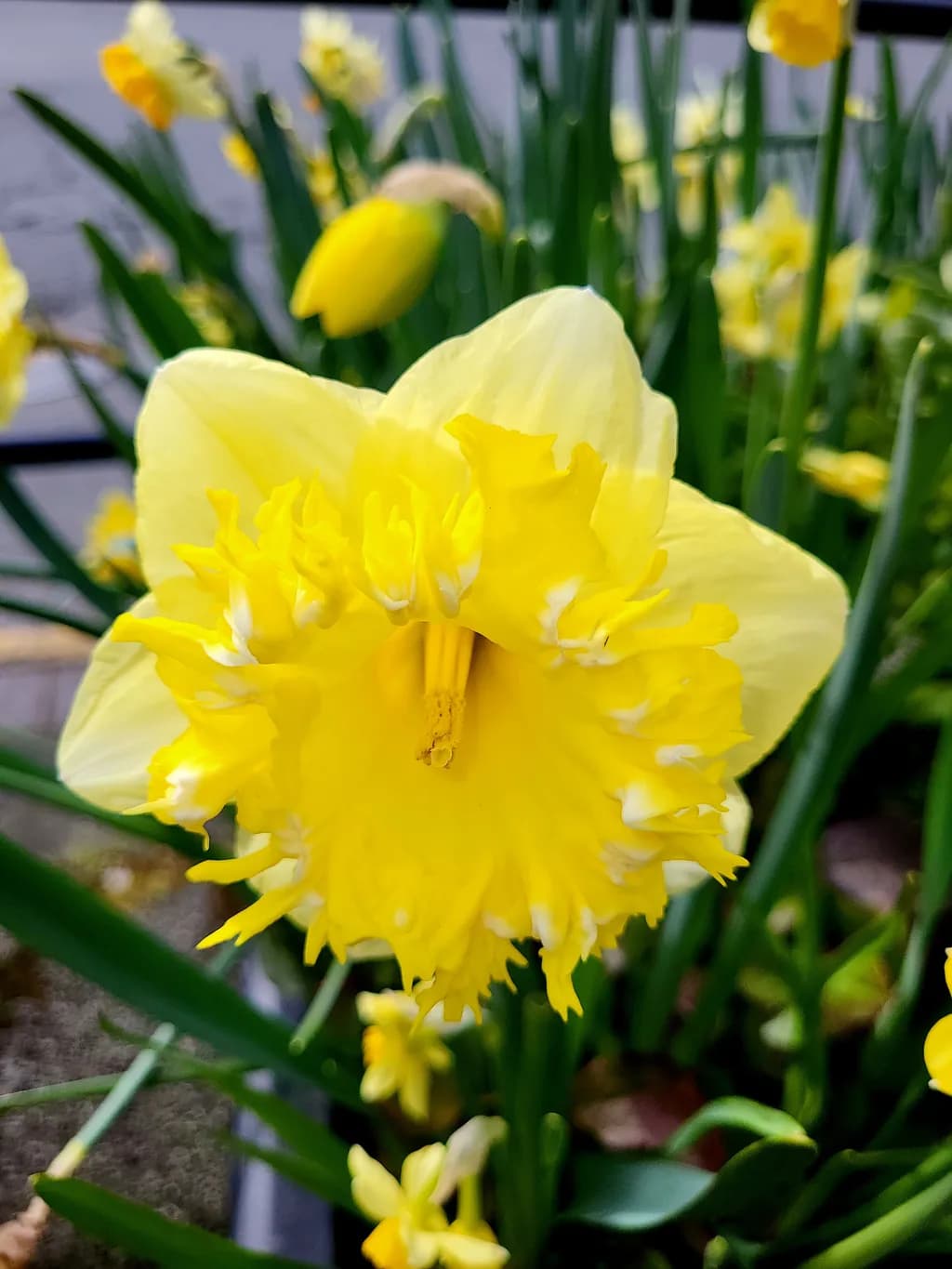 Ruffled Daffodil