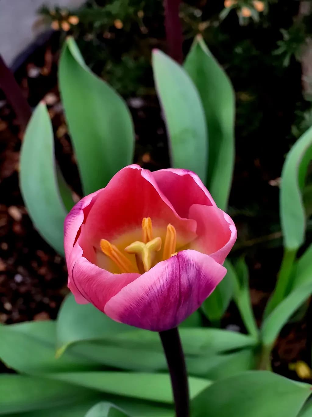 Pink Tulip Bloom