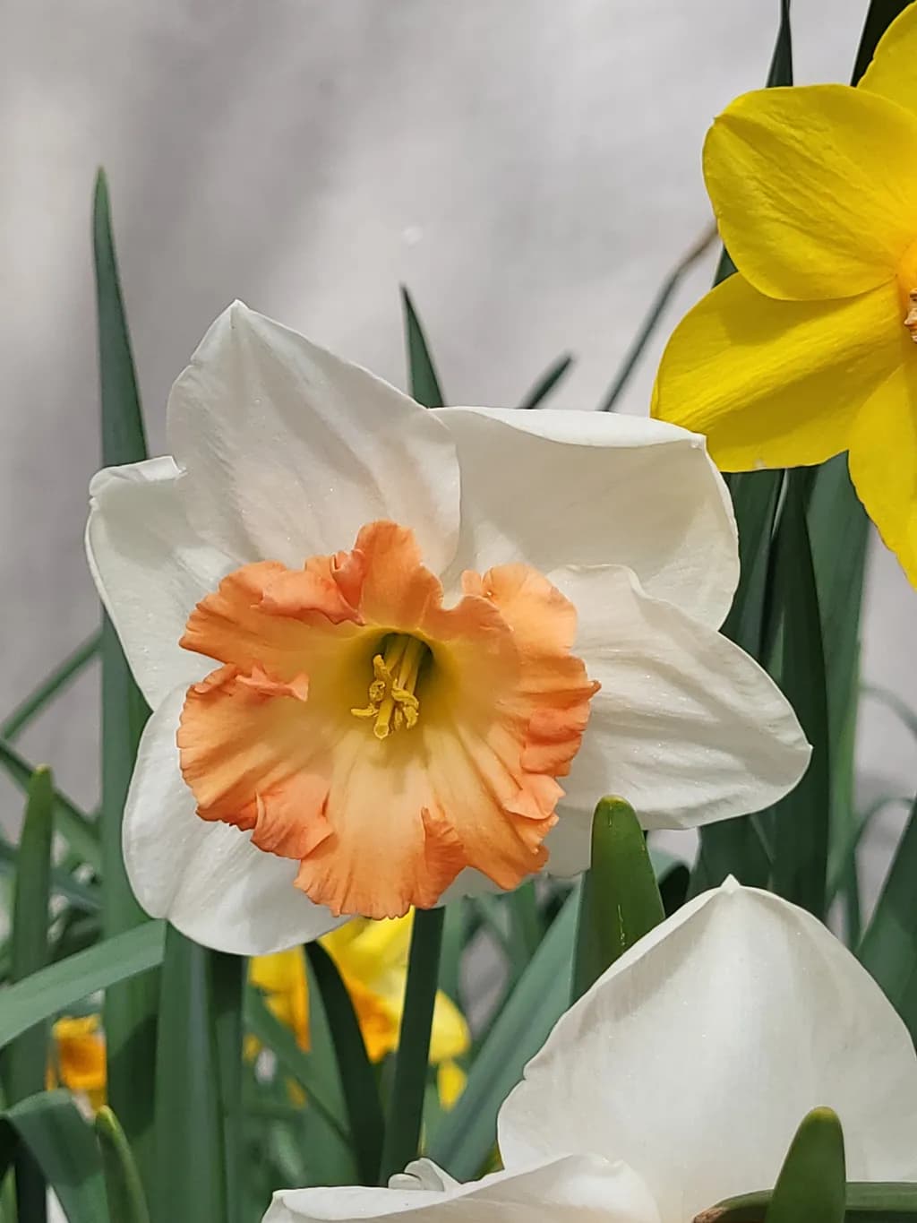 Peach Trumpet Daffodil
