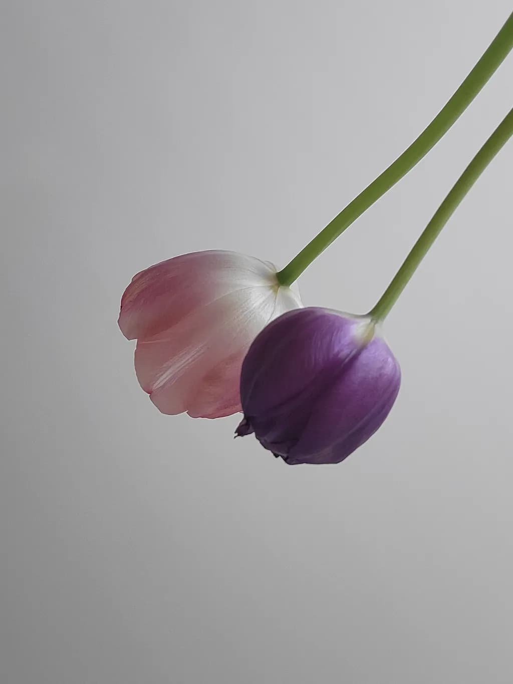 Twin Tulips