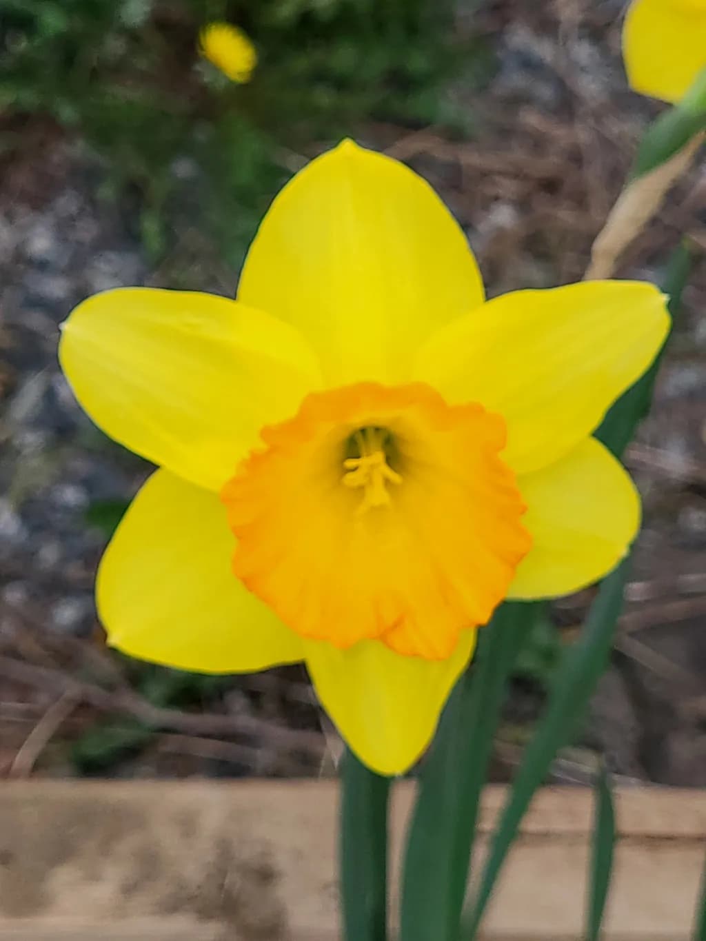 Golden Trumpet