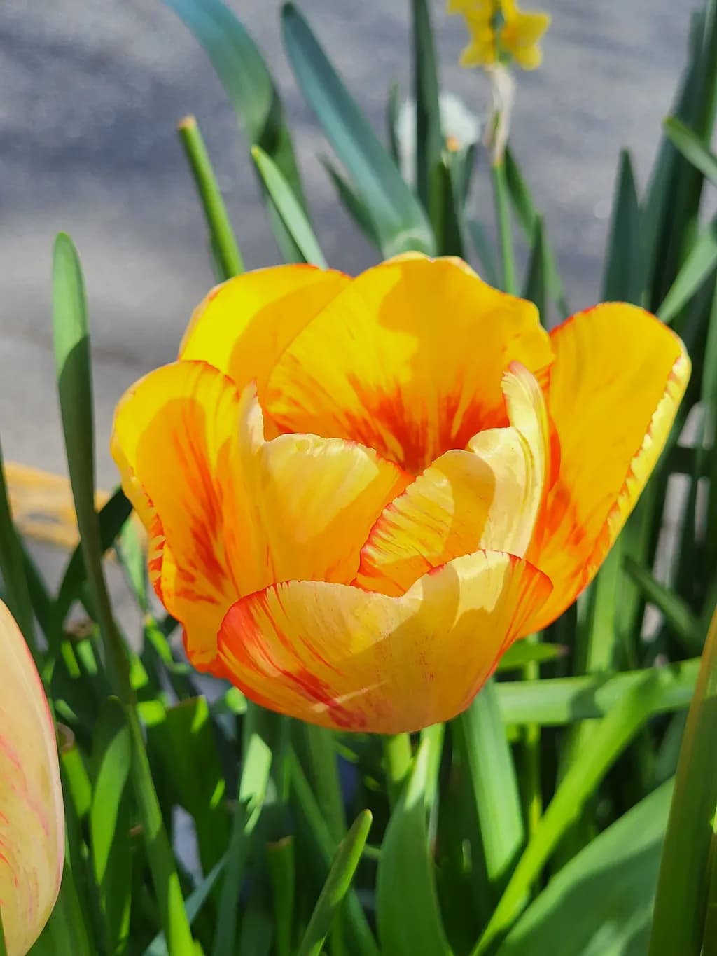 Flamed Tulip