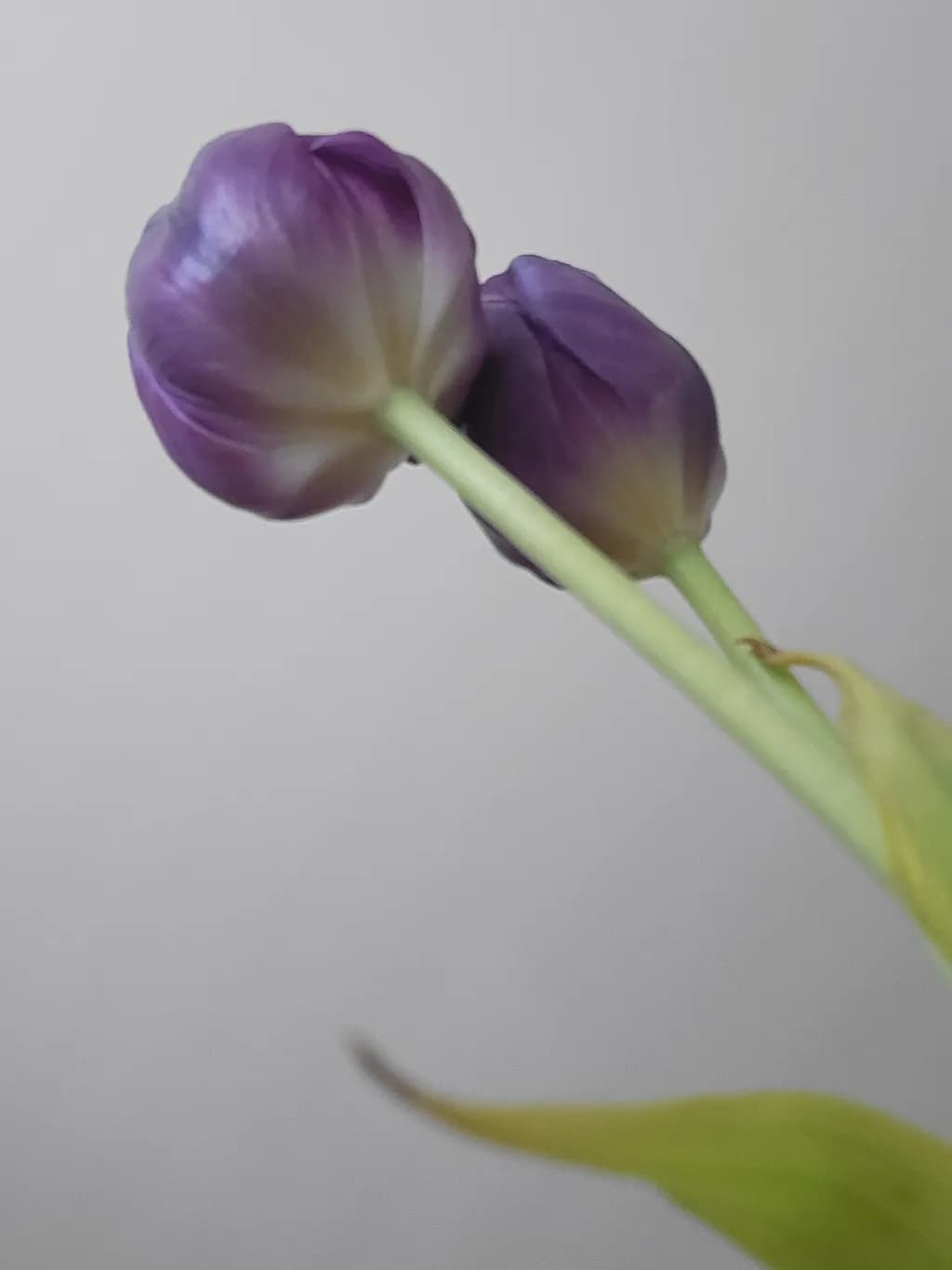 Twin Tulips