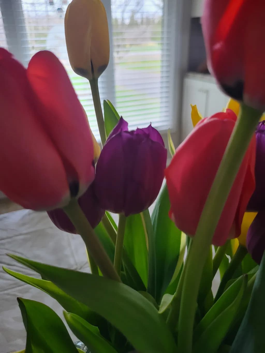Morning Tulip Glow