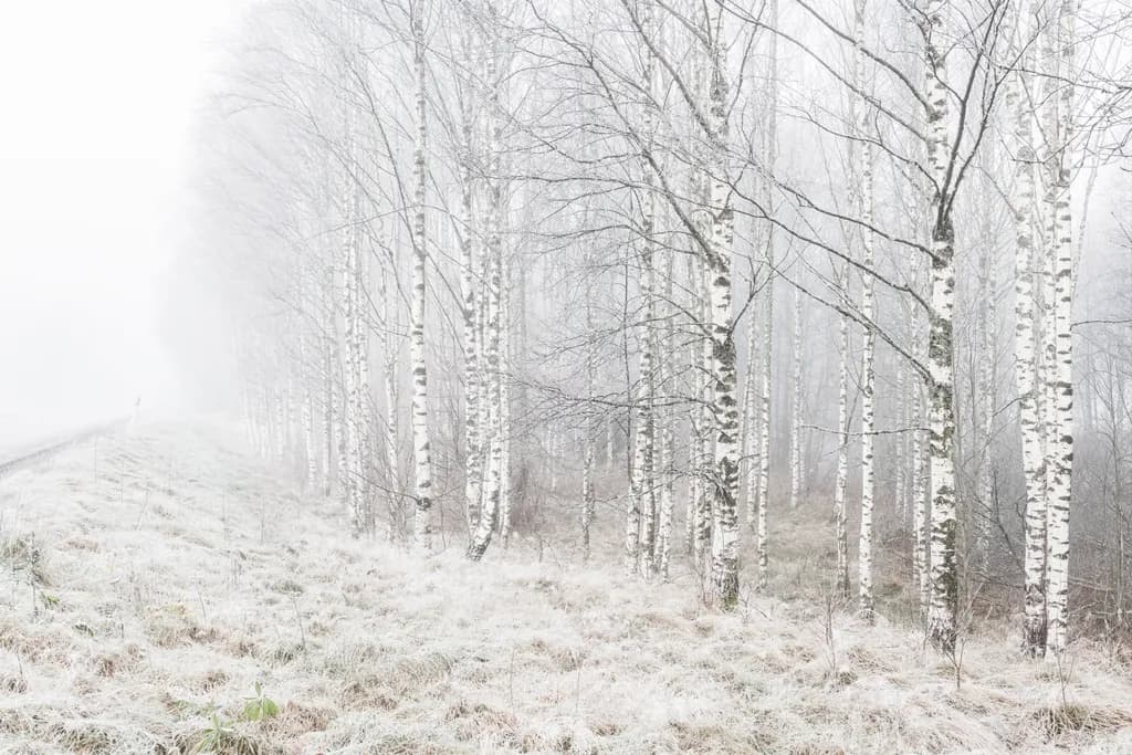 Frosted Birch Grove