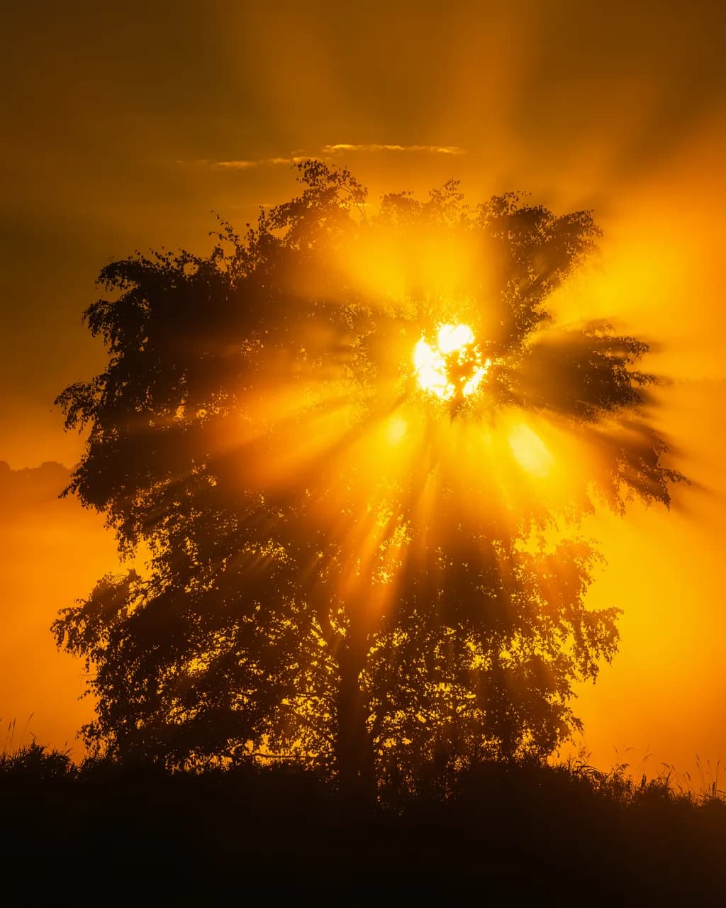Golden Radiance