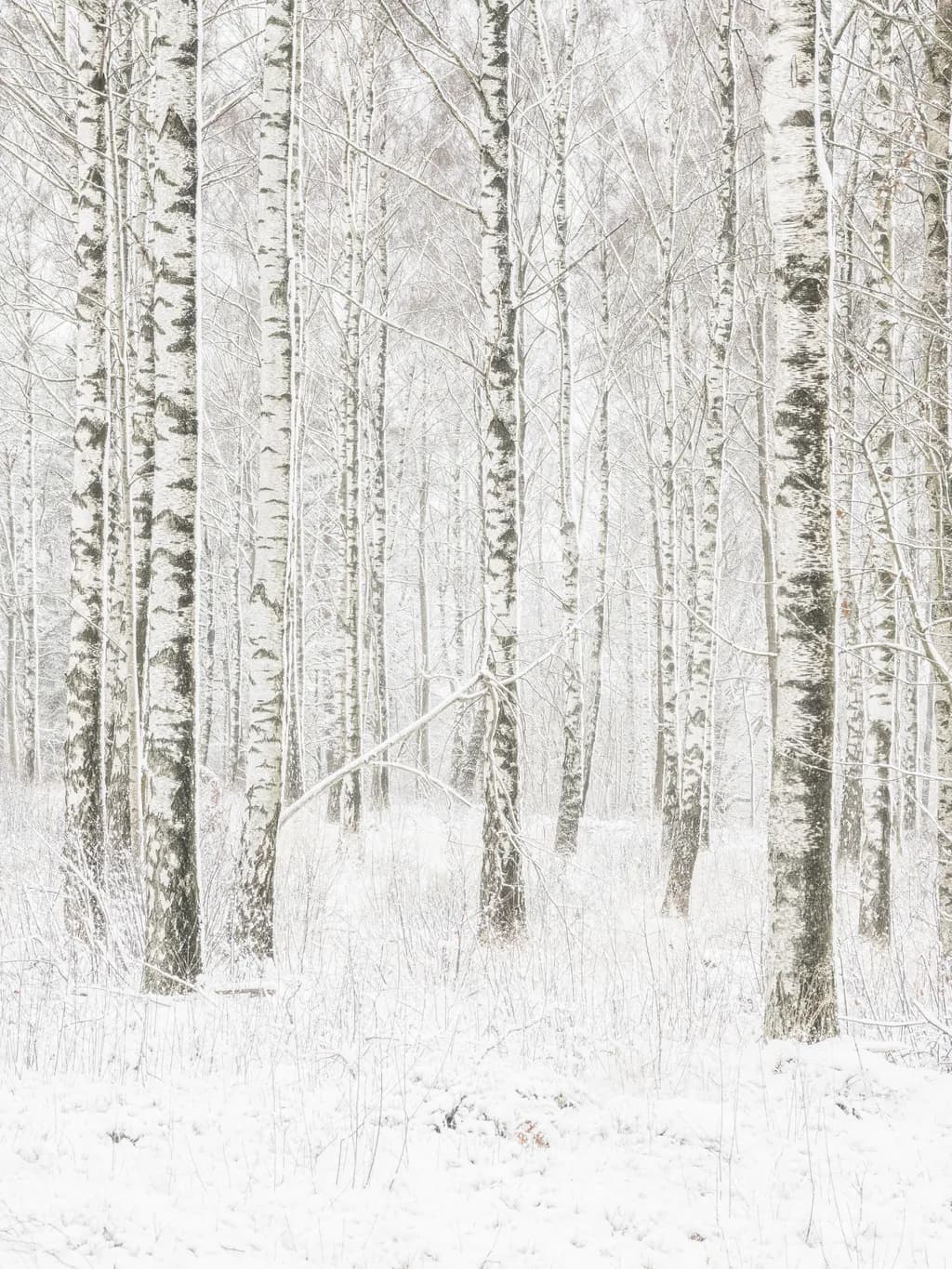 Snowy Birch Grove