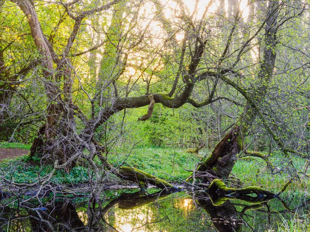 Twisted Reflections