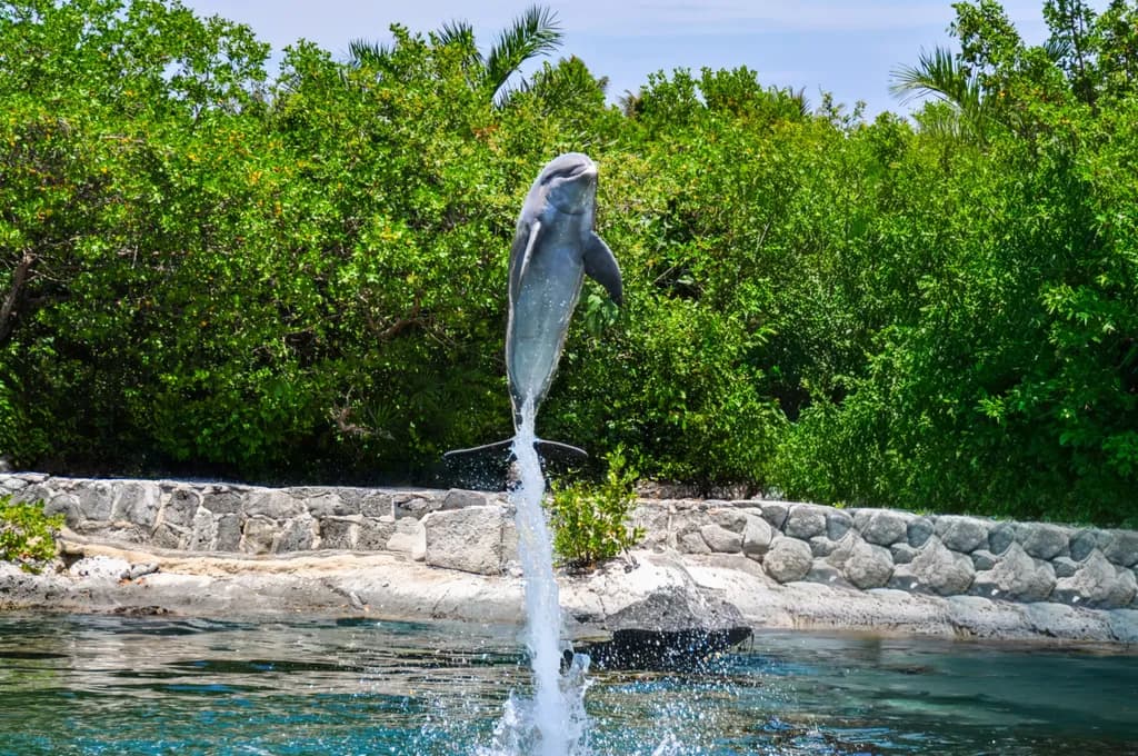 Dolphin Leap Cancun