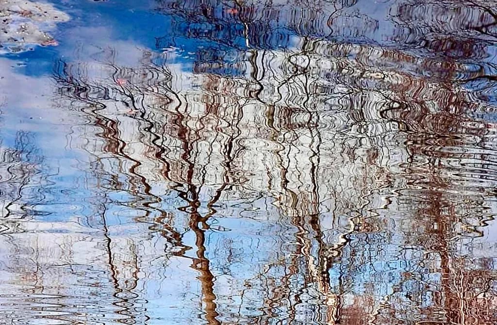 Rippling Tree Reflection