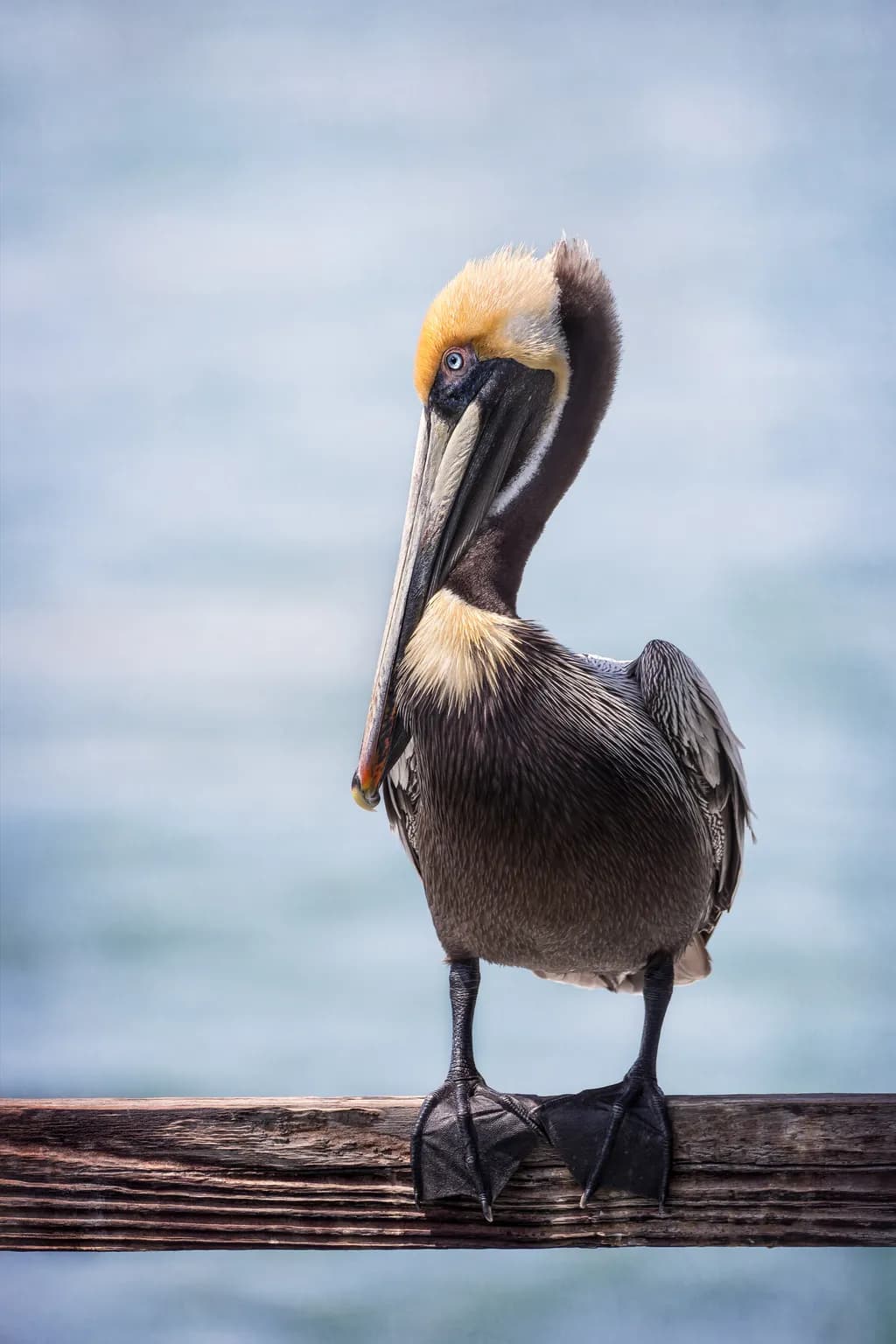 Dockside Diva