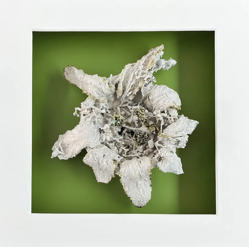 Organic Bloom