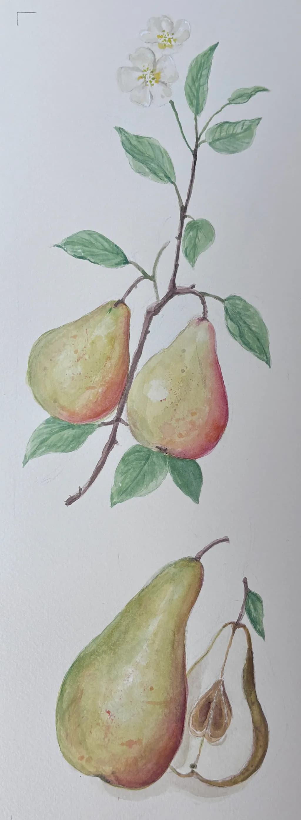 Pear Branch and Fruit