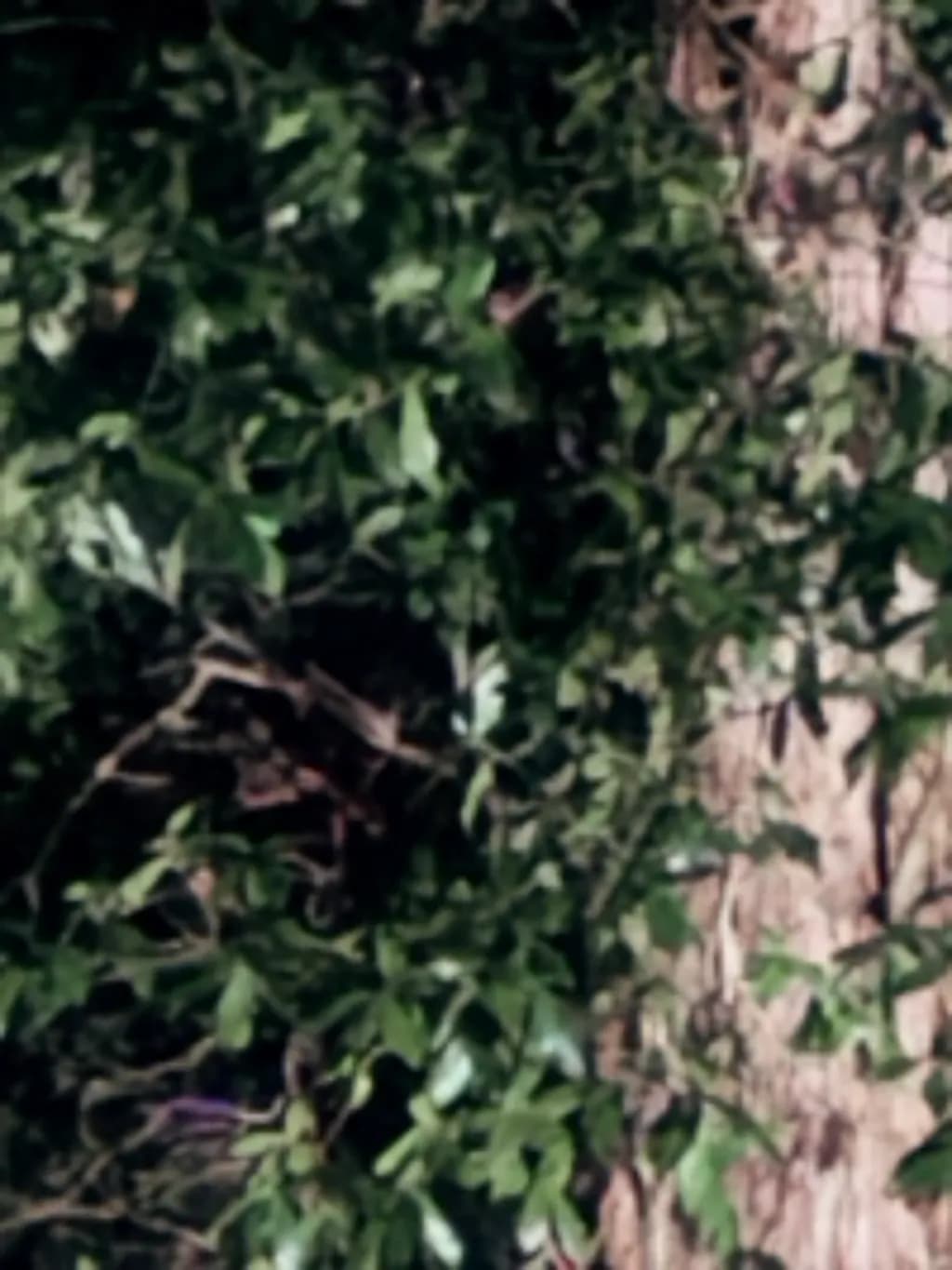 Hidden Canopy